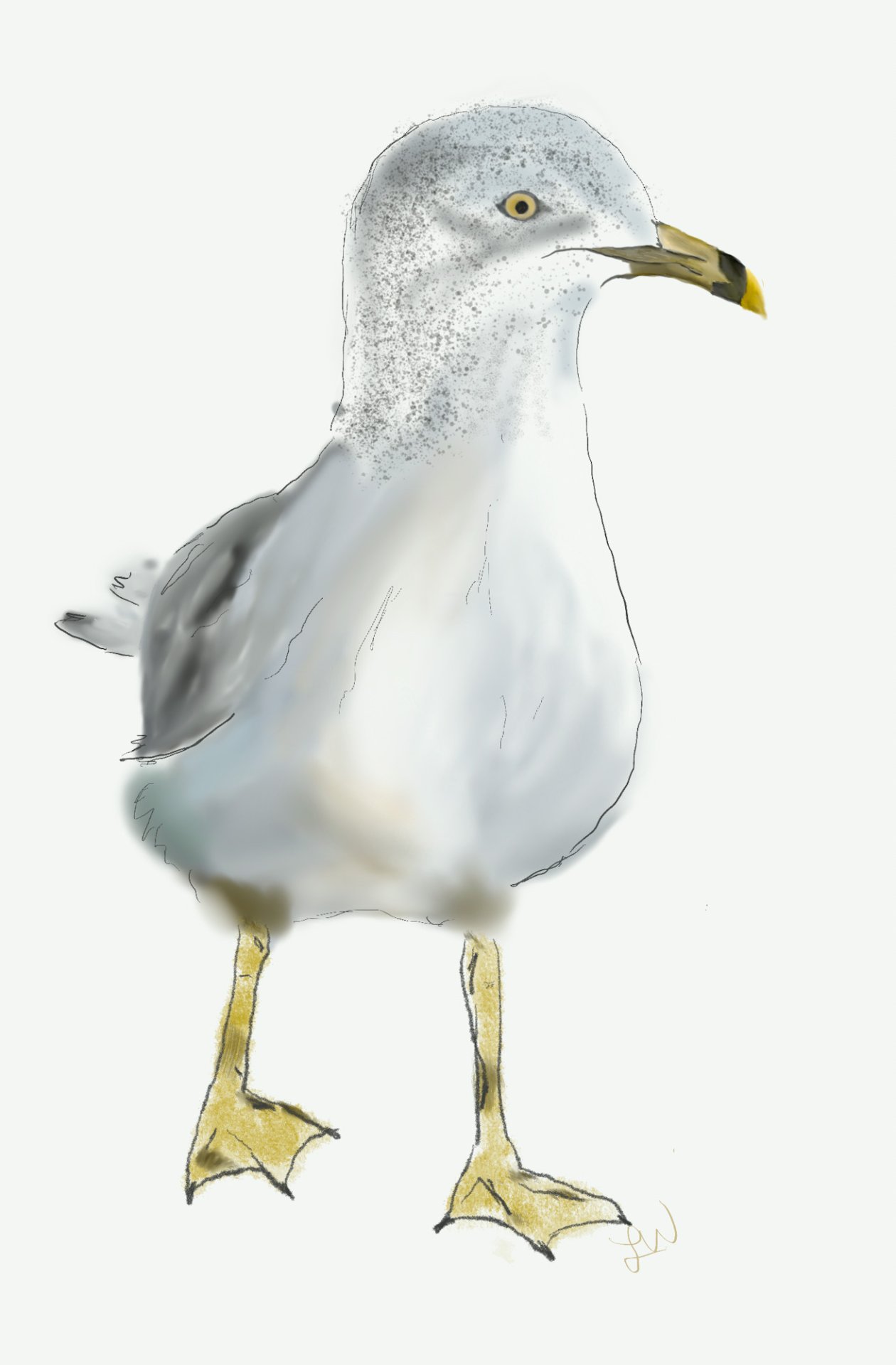 Seagull