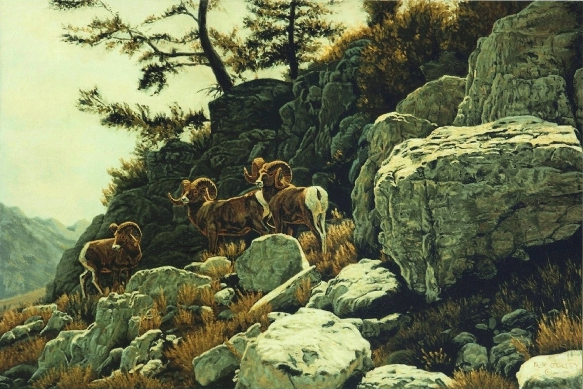 Rocks and Bighorns