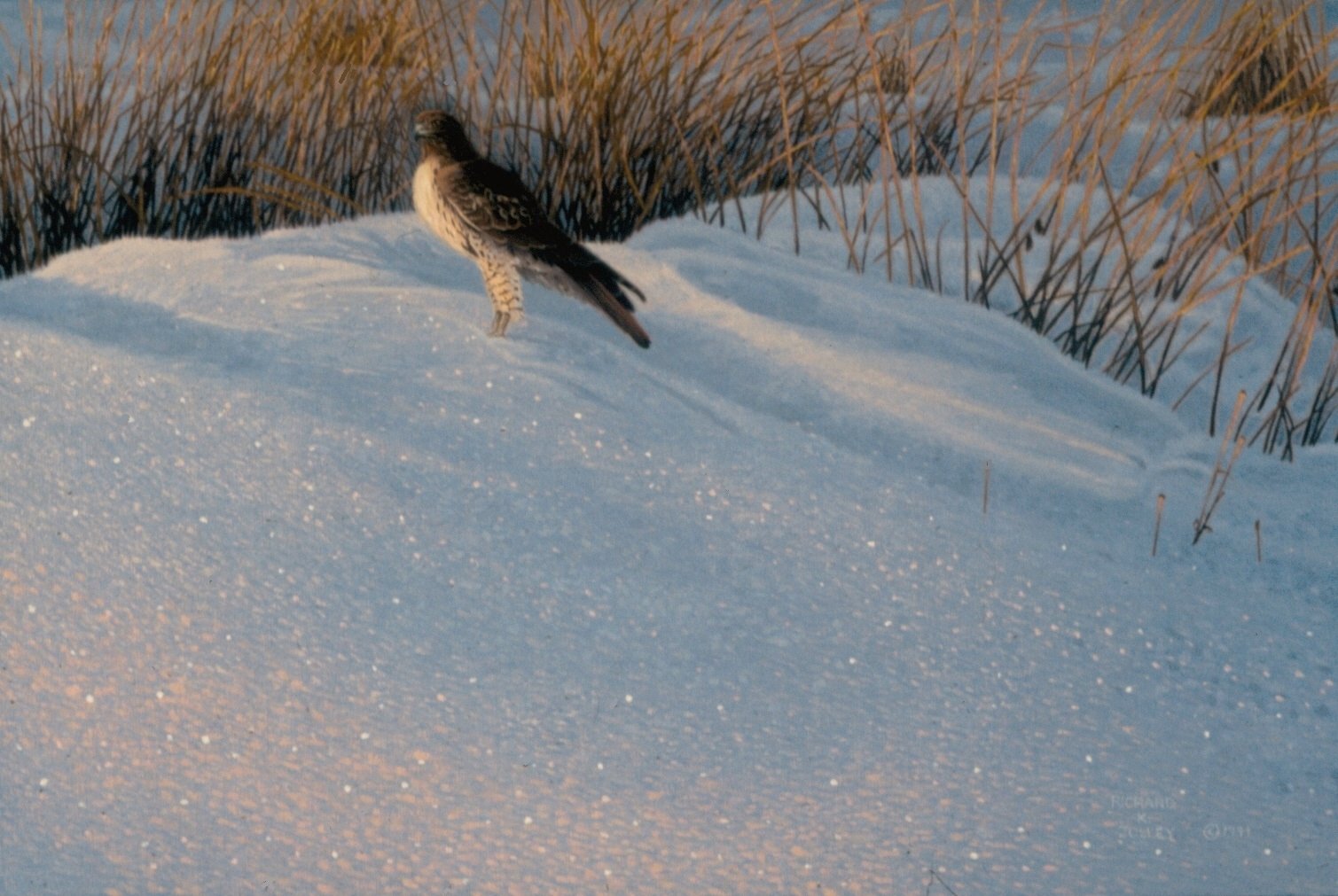 Regal Snow