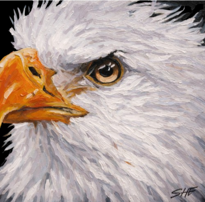 Bald Eagle of America