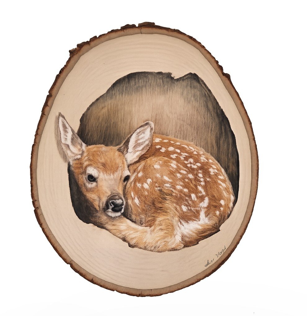 Resting Fawn