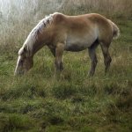 joycewasserphotography